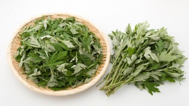Che cos'è e a cosa serve l'Artemisia Annua?