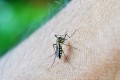 Come proteggersi dalle zanzare