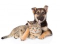 Antiparassitrari per cani e gatti: come sceglierli