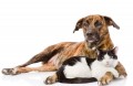 Come trattare i parassiti intestinali del cane e del gatto?
